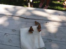 Schmetterlinge