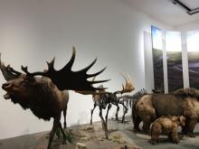 Ausgestorbene Tiere im Museum Wiesbaden
